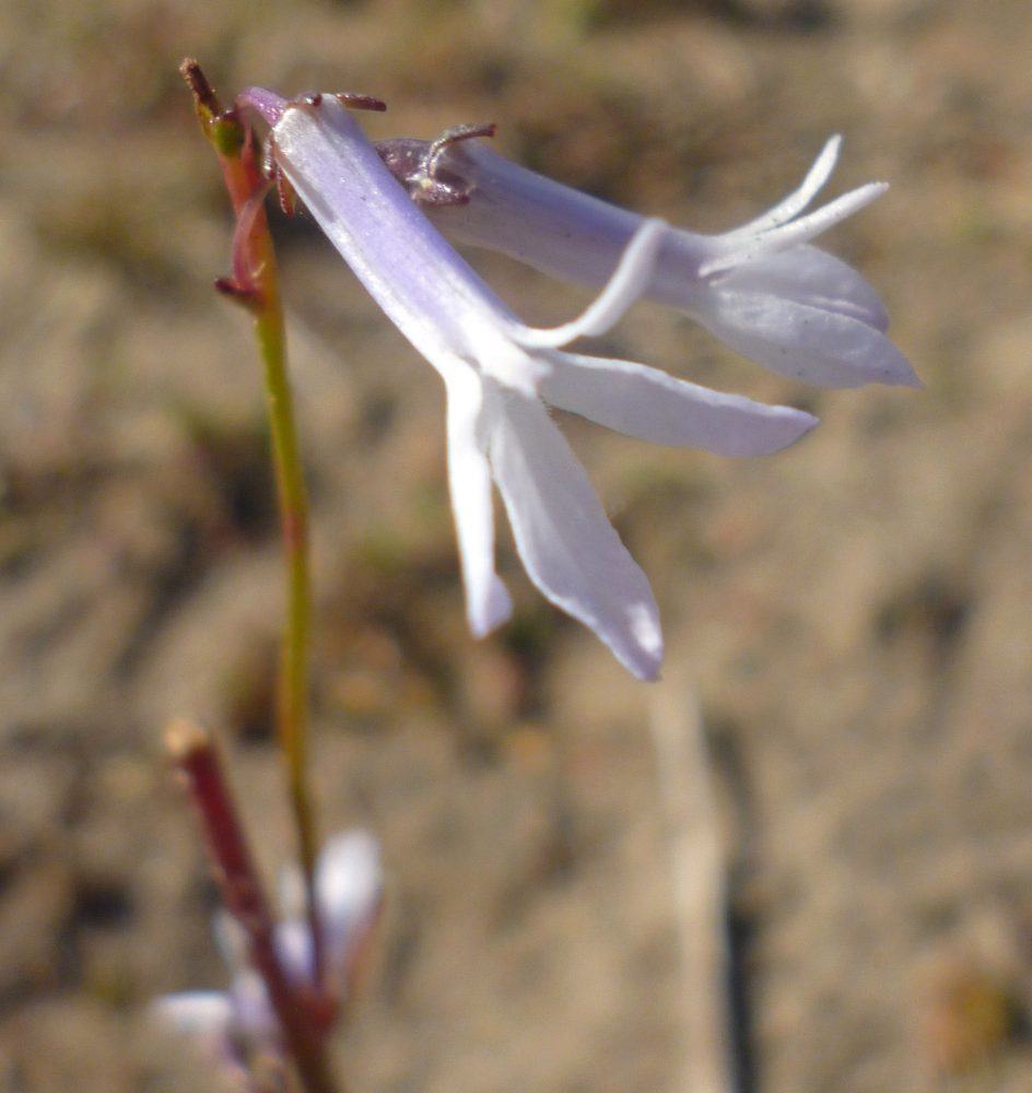 Waterlobelia